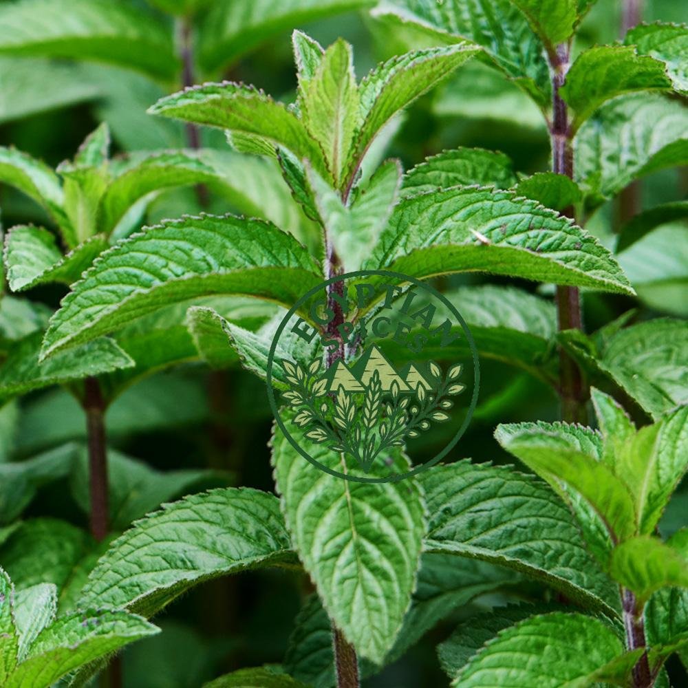 Peppermint-Plant
