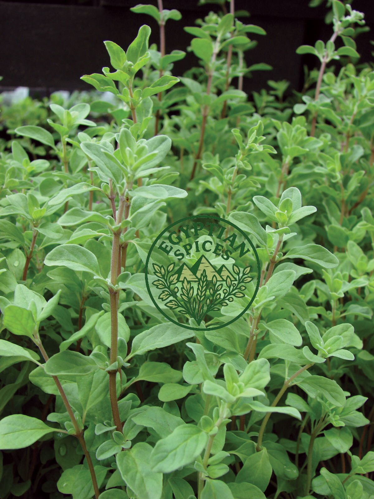 Marjoram