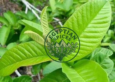 guava leaves