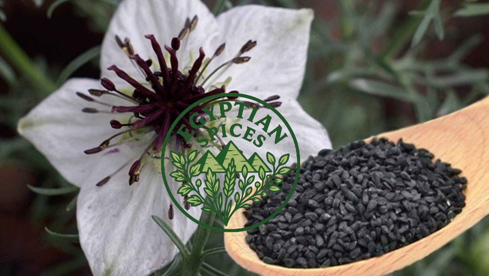 Nigella Sativa