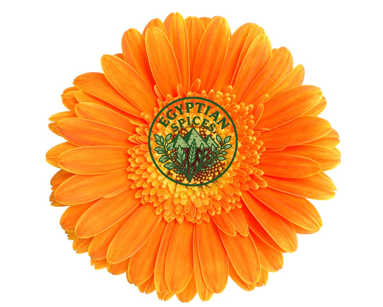 Calendula